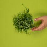 Top view of crop unrecognizable person against heap of fresh cress leaves with wavy stalks on green background