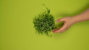 Top view of crop unrecognizable person against heap of fresh cress leaves with wavy stalks on green background