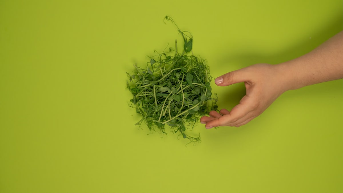 Top view of crop unrecognizable person against heap of fresh cress leaves with wavy stalks on green background